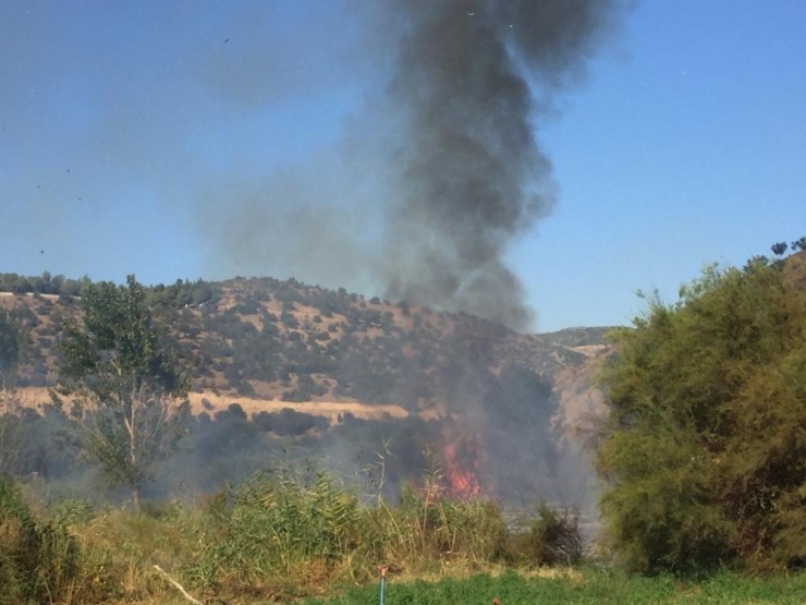 Sazlık Alandaki Yangında Kaplumbağaları İtfaiye Kurtardı
