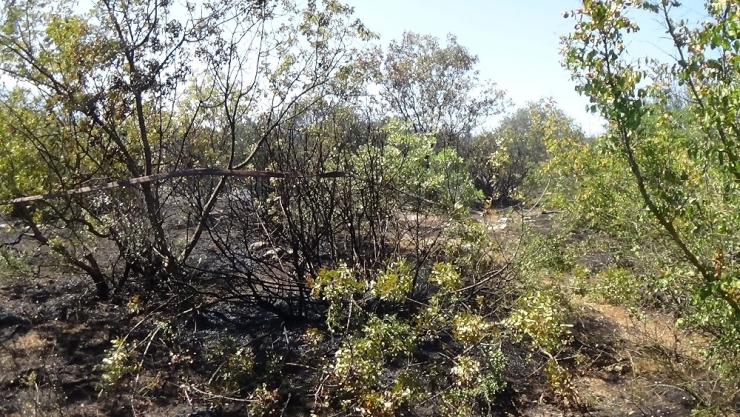 İnegöl’de Korkutan Orman Yangını