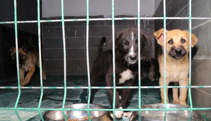 Çankaya Belediyesinin Dost Eli Onların Yanında