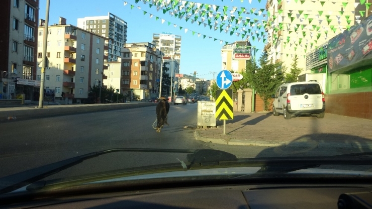 (Özel ) E-5 Karayolunda Kaçan Boğayı Yakalamak İçin Ekipler Seferber Oldu