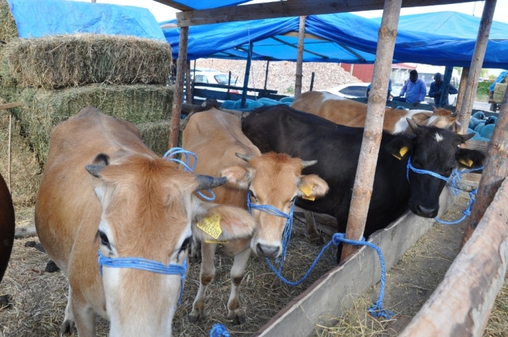 Kurbanlıklar Elde Kaldı