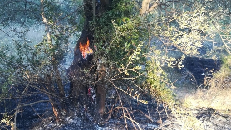 Gebze’de 3 Yerde Çıkan Yangında 20 Dönüm Sit Alanı Zarar Gördü