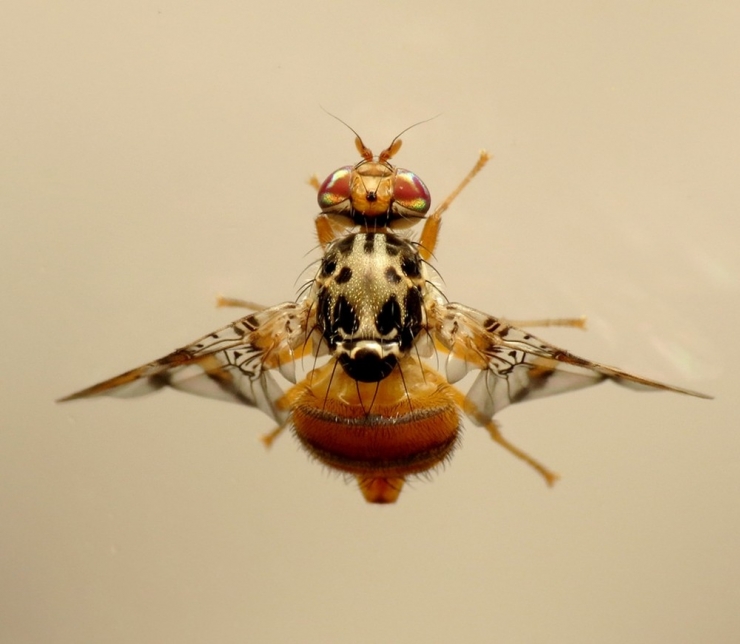 Akdeniz Meyve Sineği Uyarısı