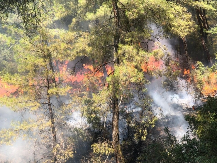 Havuzu Bırakıp Yangına Koştular