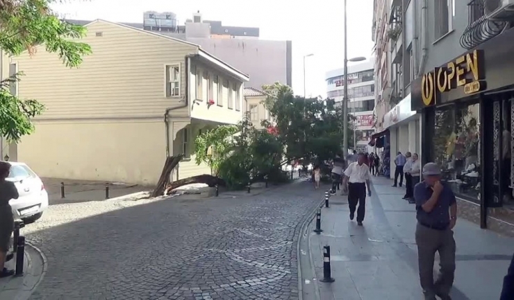 Silivri’de Yıkılan Ağaç Caddeyi Trafiğe Kapattı