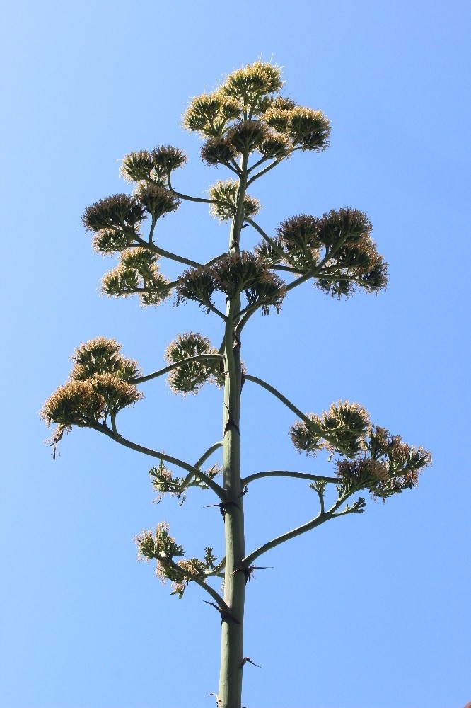 Sitenin Bahçesine Ektikleri Bitki 29 Yıl Sonra Çiçek Açtı