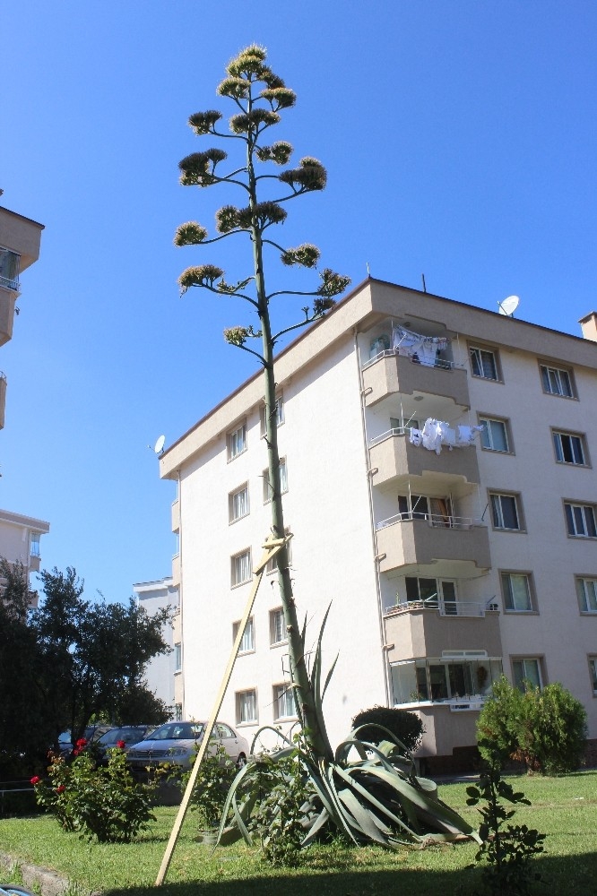 Sitenin Bahçesine Ektikleri Bitki 29 Yıl Sonra Çiçek Açtı