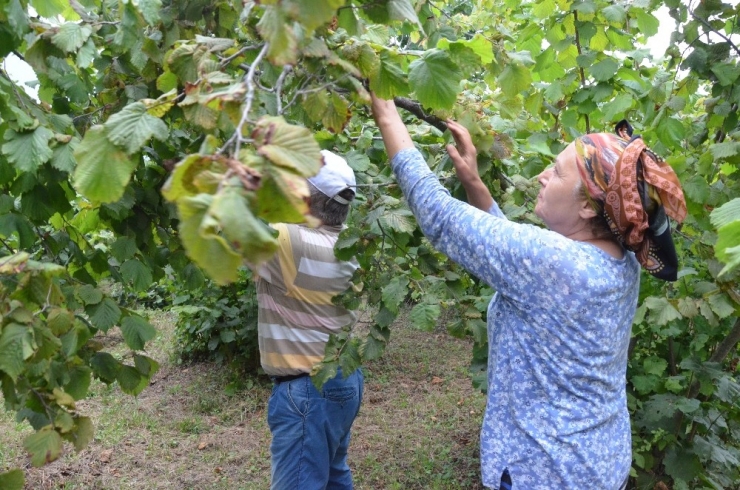 Fındık Üreticilerine ’Emanete Bırakmayın’ Uyarısı