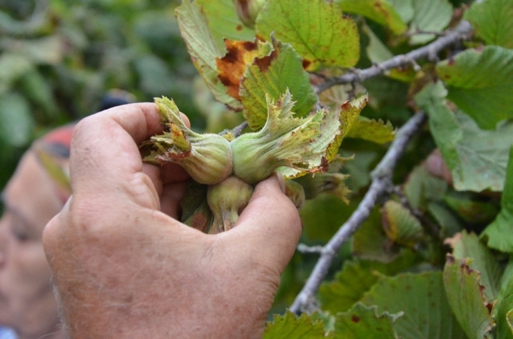 Fındık Üreticilerine ’Emanete Bırakmayın’ Uyarısı