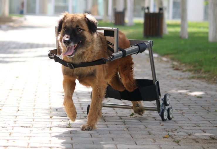 Vestel’in Engelli Hayvanları Hayata Bağlayan Yürüteç Projesine İngiltere’den Ödül Geldi