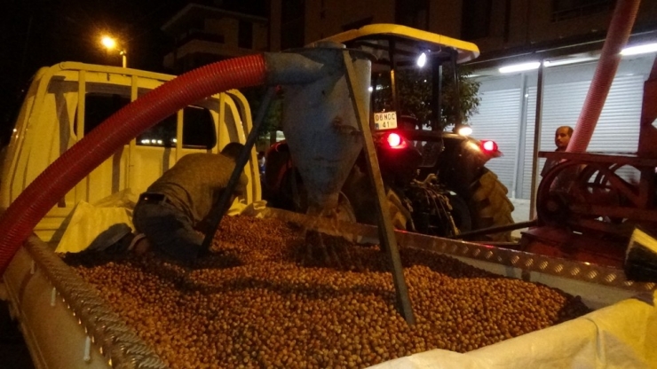 Fındık Harmana İndi