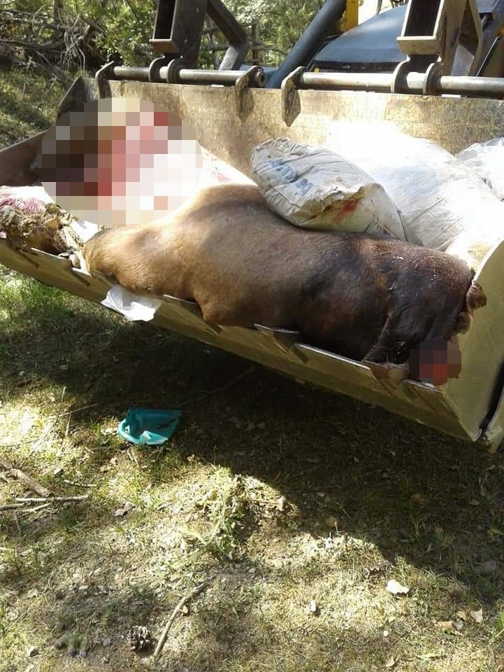 Aldıkları Kurbanlık Tüberküloz Çıktı