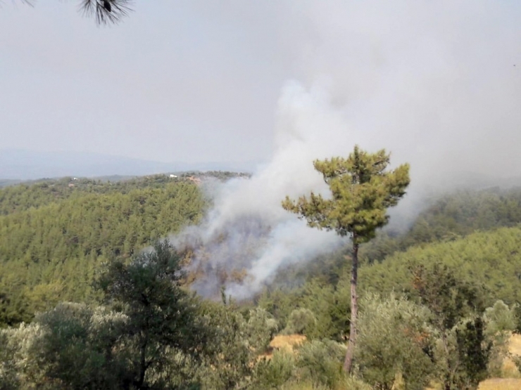 Milas’ta Orman Yangını
