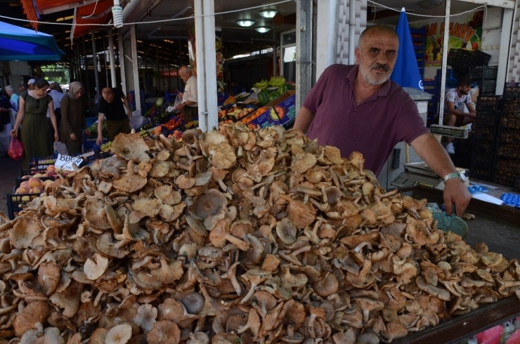 Fındık Mantarına ‘Gurbetçi’ Rağbeti