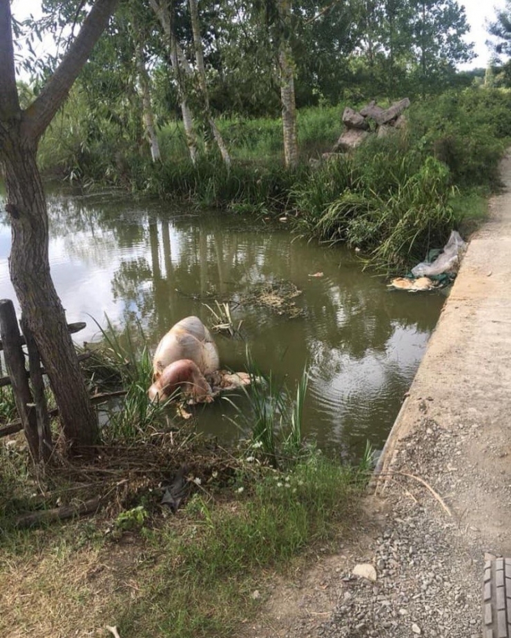 Çevreye Atılan Kurban Atıklarına Vatandaşlardan Tepki