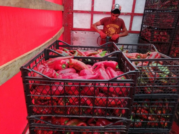 Tepebaşı Belediyesi Üreticiye Destek Olmaya Devam Ediyor