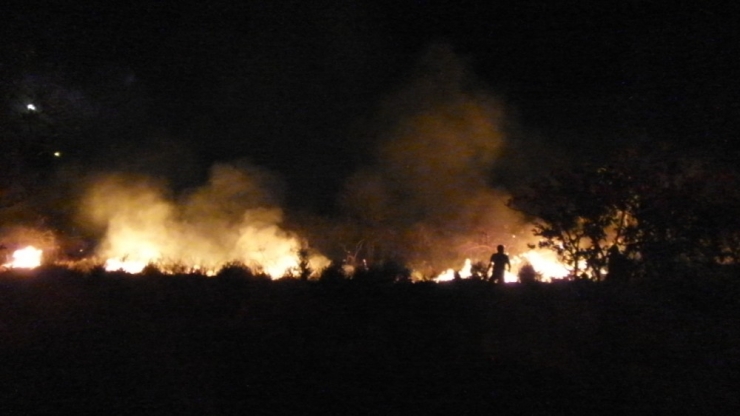 Burhaniye’de Meydana Gelen Ot Yangını Mandalina Bahçesini Kül Etti