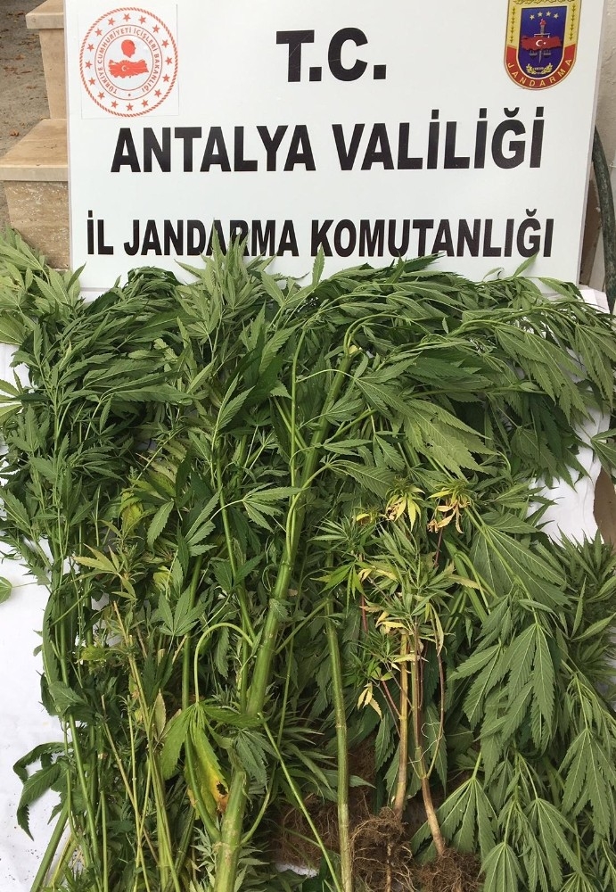 Alanya’da Esrar Ve 49 Kök Hint Keneviri Ele Geçirildi
