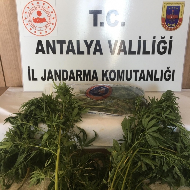 Alanya’da Esrar Ve 49 Kök Hint Keneviri Ele Geçirildi