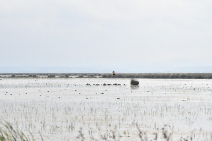 Başkan Demir: “Kızılırmak Deltası Kuş Cenneti 3 Yıl İçerisinde Daimi Listeye Alınır”