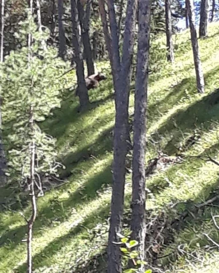 Aç Kalan Ayı, Merada Otlayan Hayvanların Yakınına Kadar Geldi