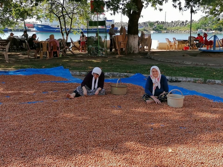 Fındık Üreticilerinin Harman Nöbeti