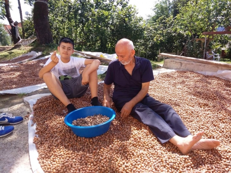 Fındık Üreticilerinin Harman Nöbeti