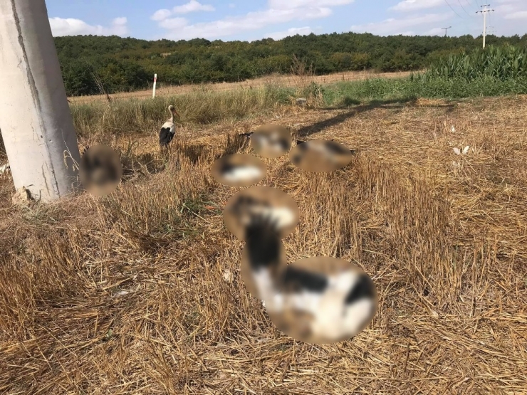 Tekirdağ’da Toplu Leylek Ölümleri