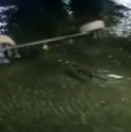 Tunceli’de Su Samuru Görüntülendi