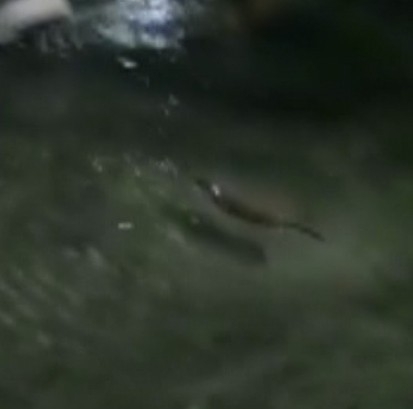 Tunceli’de Su Samuru Görüntülendi