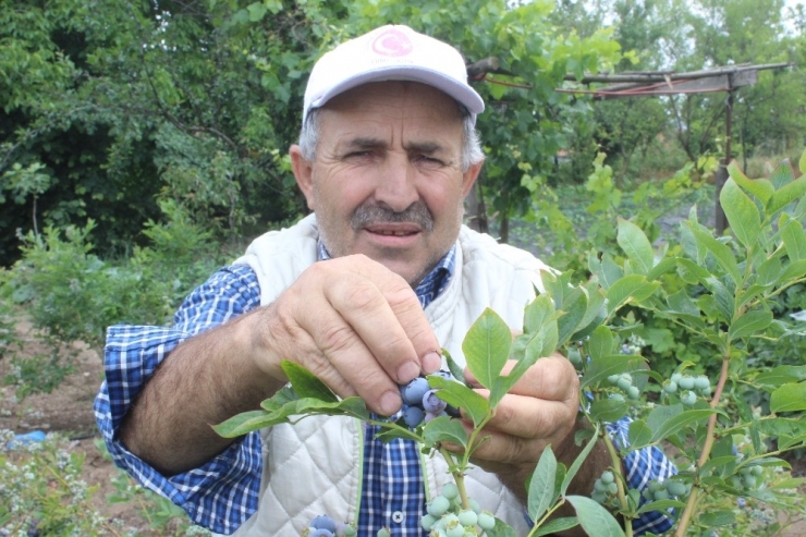 Dağ Köyünün Yüzünü Güldürdü... Dönümden 80 Bin Lira Kazanıyor