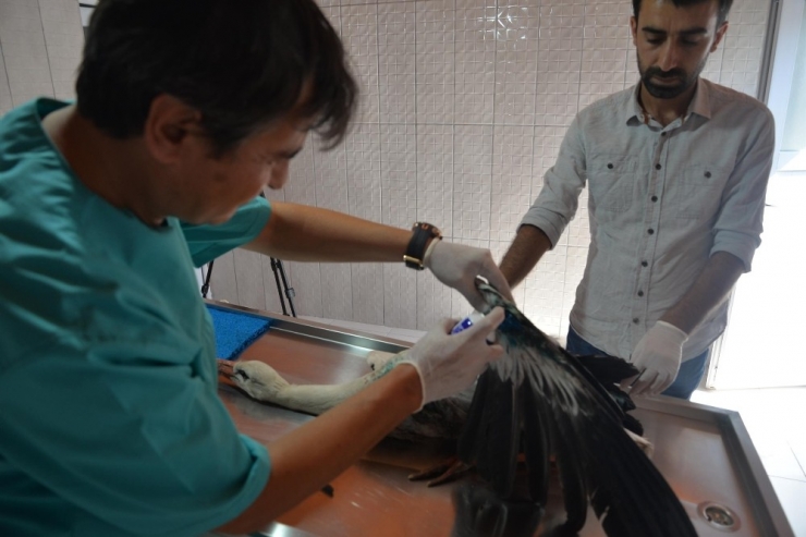 Bilecik’te Son 8 Ayda 420 Köpek İle 150 Kedi Kısırlaştırıldı