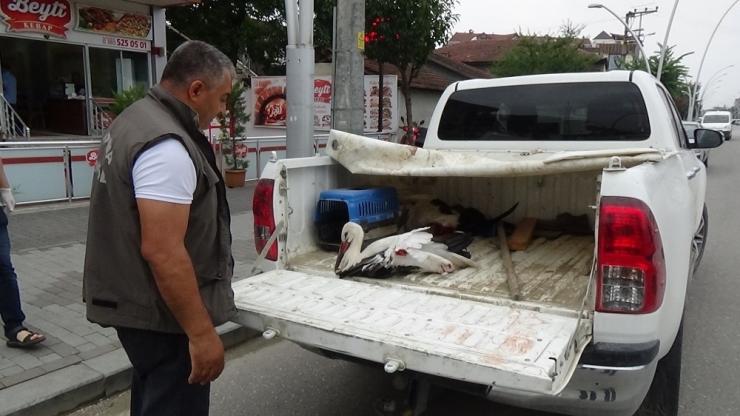 Avcıların Vurduğu Leylekler Bundan Sonra Göç Edemeyecek