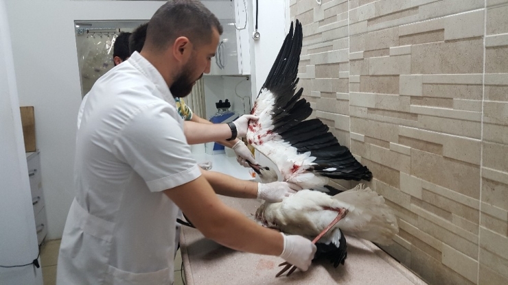 Avcıların Vurduğu Leylekler Bundan Sonra Göç Edemeyecek