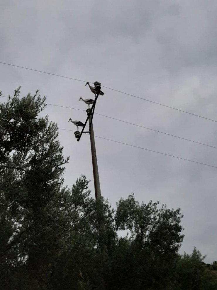 Göç Eden Leylekler İçin Elektrikler Kesildi