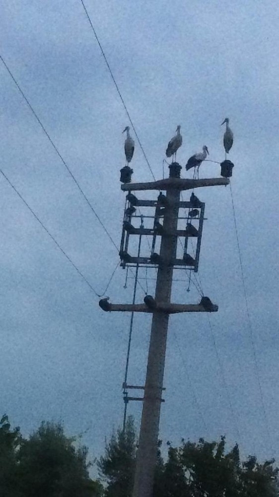 Göç Eden Leylekler İçin Elektrikler Kesildi