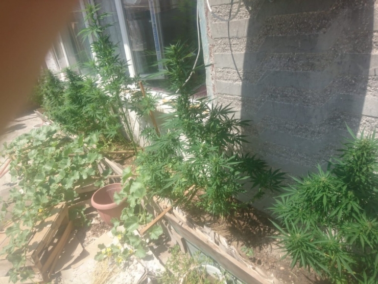 Evinin Balkonunda Hint Keneviri Yetiştiren Şahıs Gözaltına Alındı
