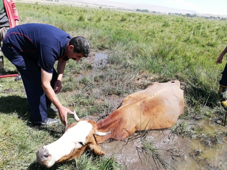 Çamura Saplan İnek İtfaiye Ekipleri Tarafından Kurtarıldı