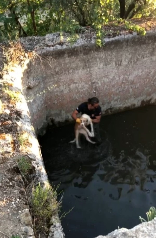 Sulama Havuzuna Düşen Köpek Böyle Kurtarıldı