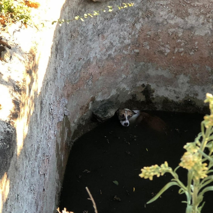 Sulama Havuzuna Düşen Köpek Böyle Kurtarıldı