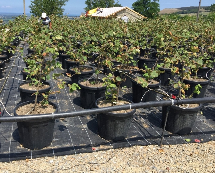 Fındık Bilim İstiyor