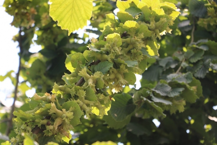 Fındık Bilim İstiyor