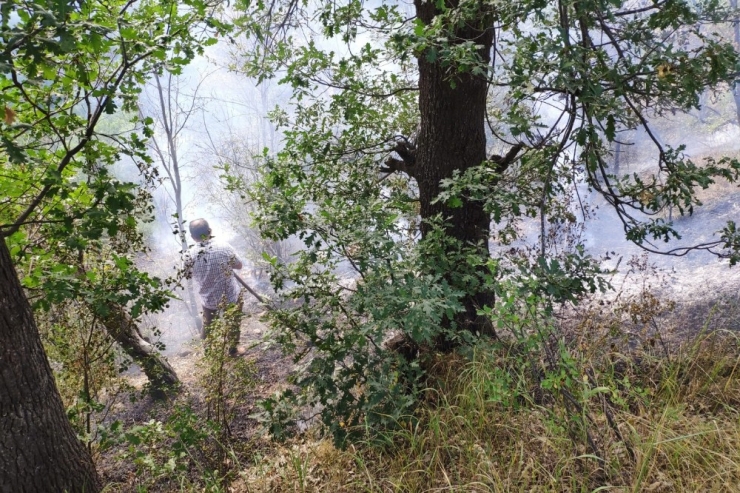 Gümüşhane’de Rüzgarın Kırdığı Kavak Ağacı Yüksek Gerilim Hattına Düştü