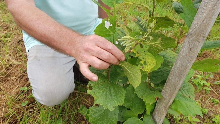 Ordu’da Eksi 40 Derecede Fındık Üretilebiliyor