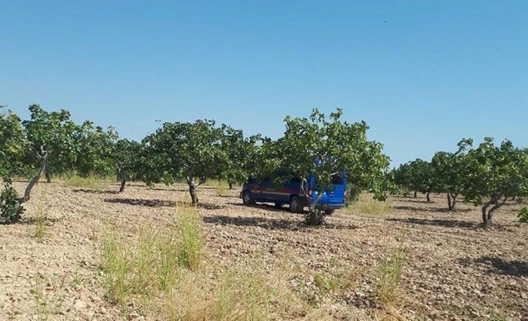 Hırsızlar Fıstık Bahçesine Dadandı