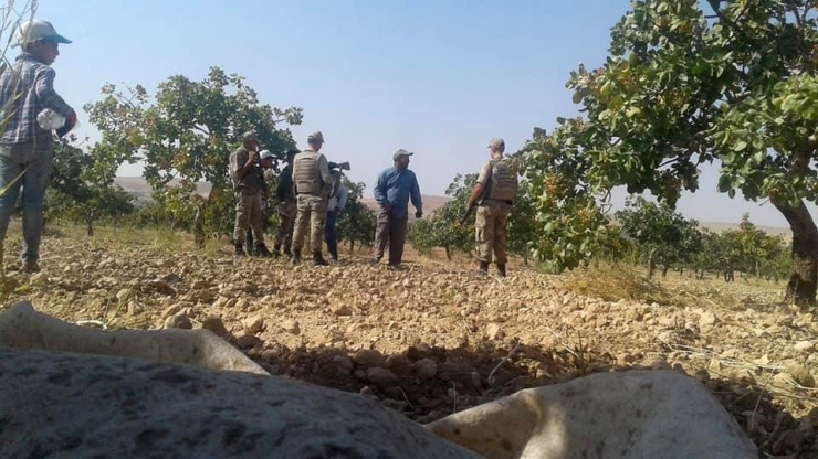 Hırsızlar Fıstık Bahçesine Dadandı