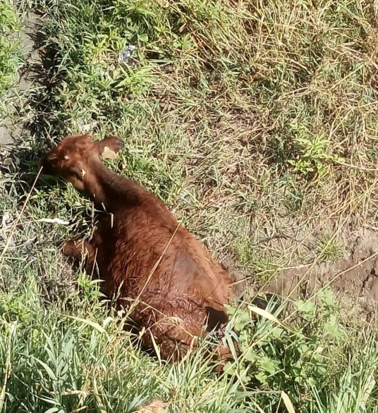 Akköprü Deresine Düşen İnek İtfaiye Ekipleri Tarafından Kurtarıldı