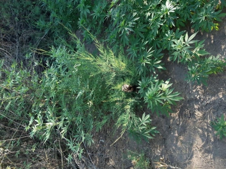 Balıkesir Polisinden Uyuşturucu Operasyonu