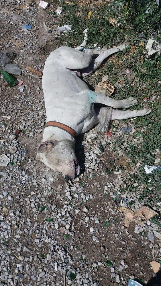 Başkent’te Zehirlenen 3 Köpek Telef Oldu
