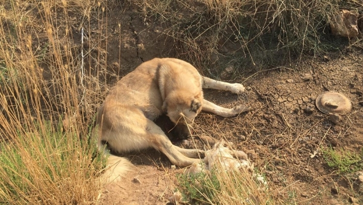 İzmir’de Zehirlenen 7 Köpek Telef Oldu